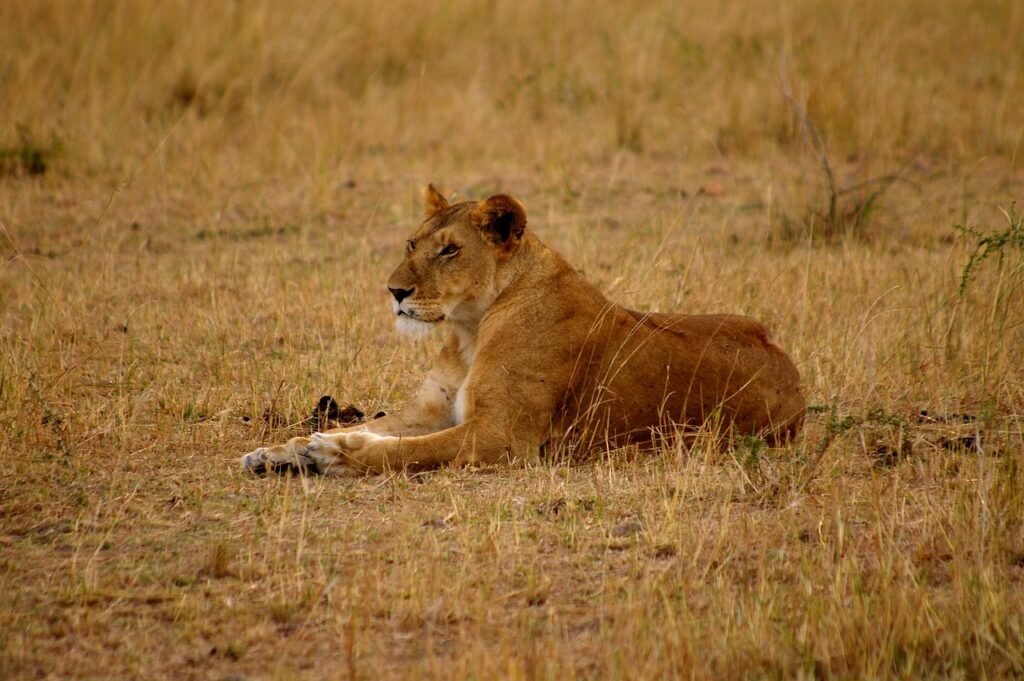 lion, lioness, big cat, predator, lion females, africa, safari, nature, kenya