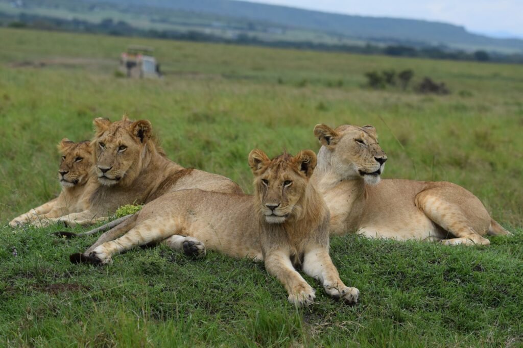 Four lions relaxing on the lush green savannah, showcasing wildlife beauty.