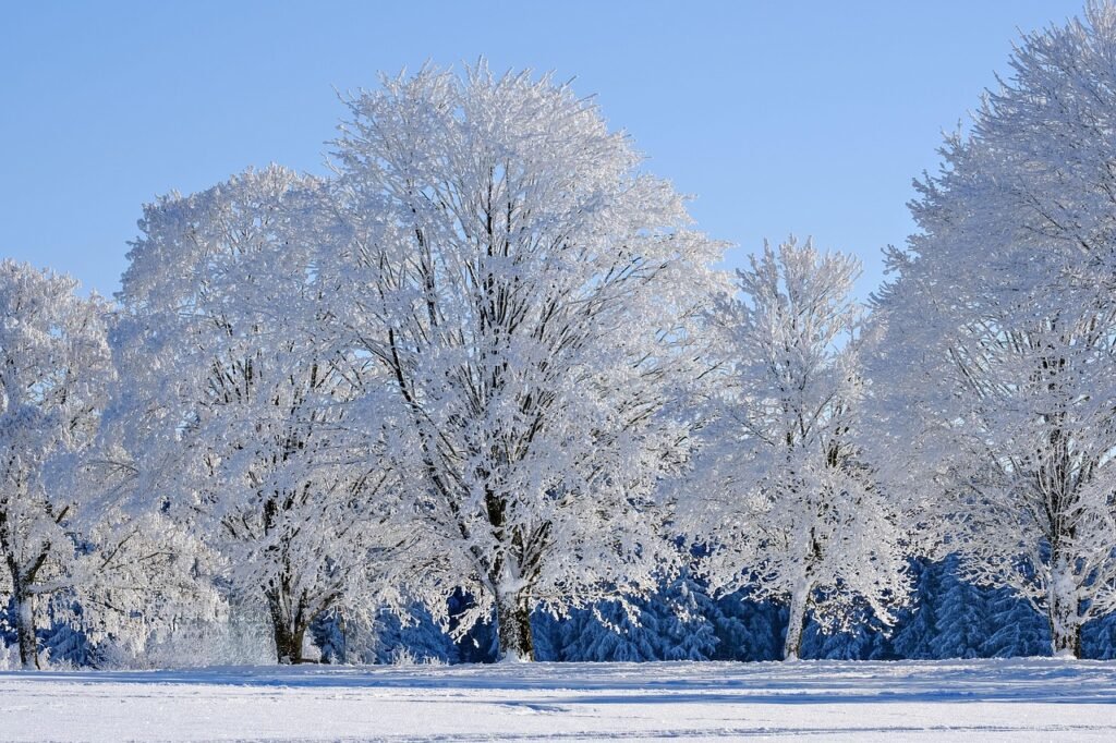 winter, snow, trees, frost, winter landscape, nature, covered in snow