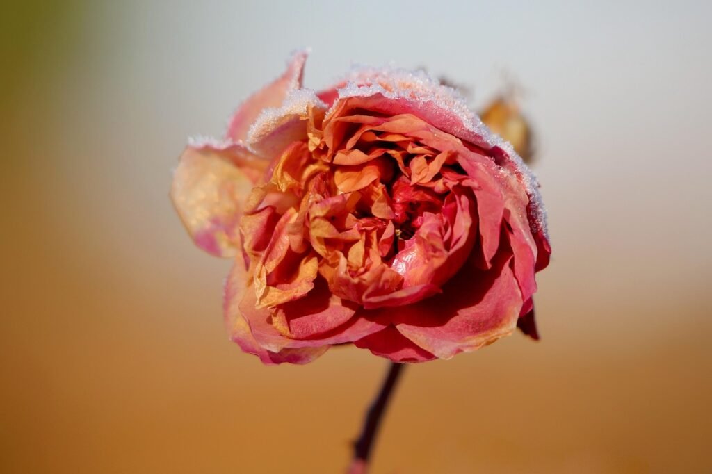 rose, snow, frozen, covered in snow, in the snow, dried, red flower, winter, nature, frost, faded, dried up, flora, rose flow