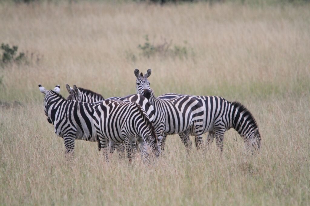 africa, kenya, zebra, safari, kenya, kenya, zebra, zebra, zebra, zebra, zebra