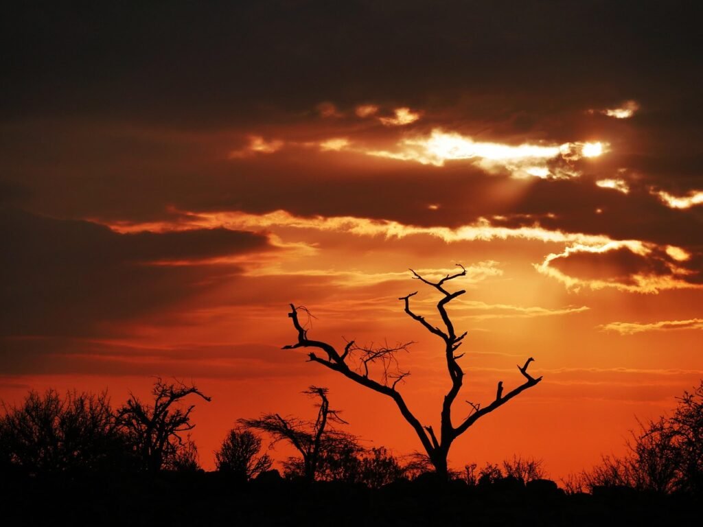tree, dawn, acacia, hope, nature, goal, dead, sunrise, safari, samburu, national park, kenya, africa, morning mood, early tou