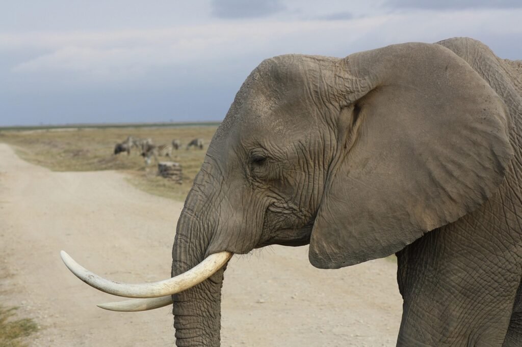 kenya, nature, big, animal