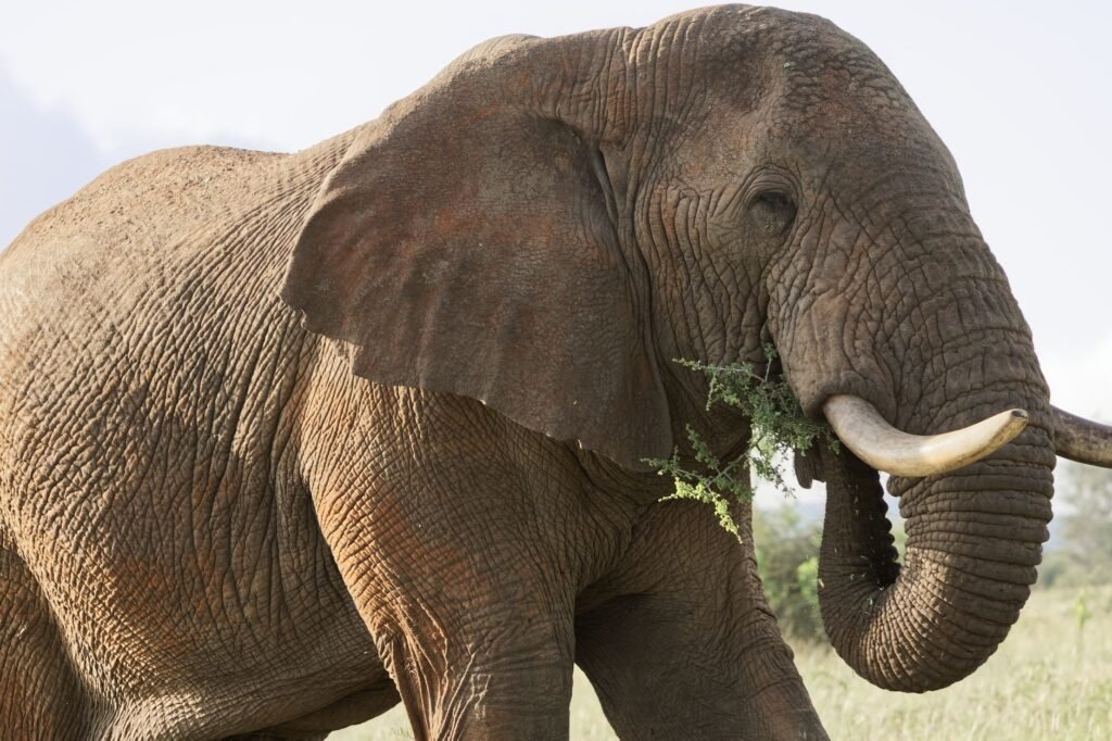 Close-up of an African elephant grazing in Lumo, Kenya.