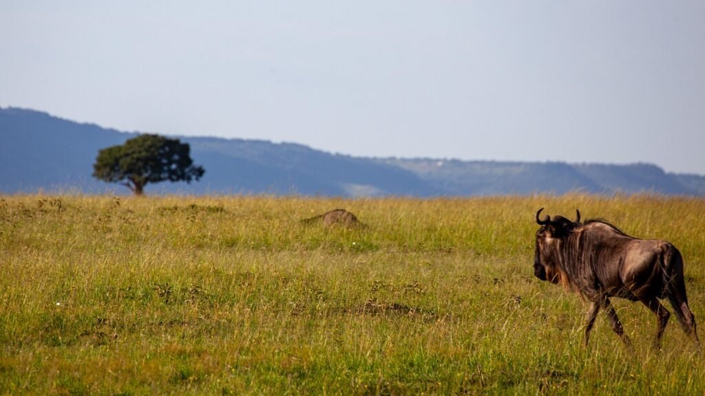 buffalo, the tree in the direction of, to travel, goal, africa, kenya, safari, grass, nature, savannah, mountains, heaven