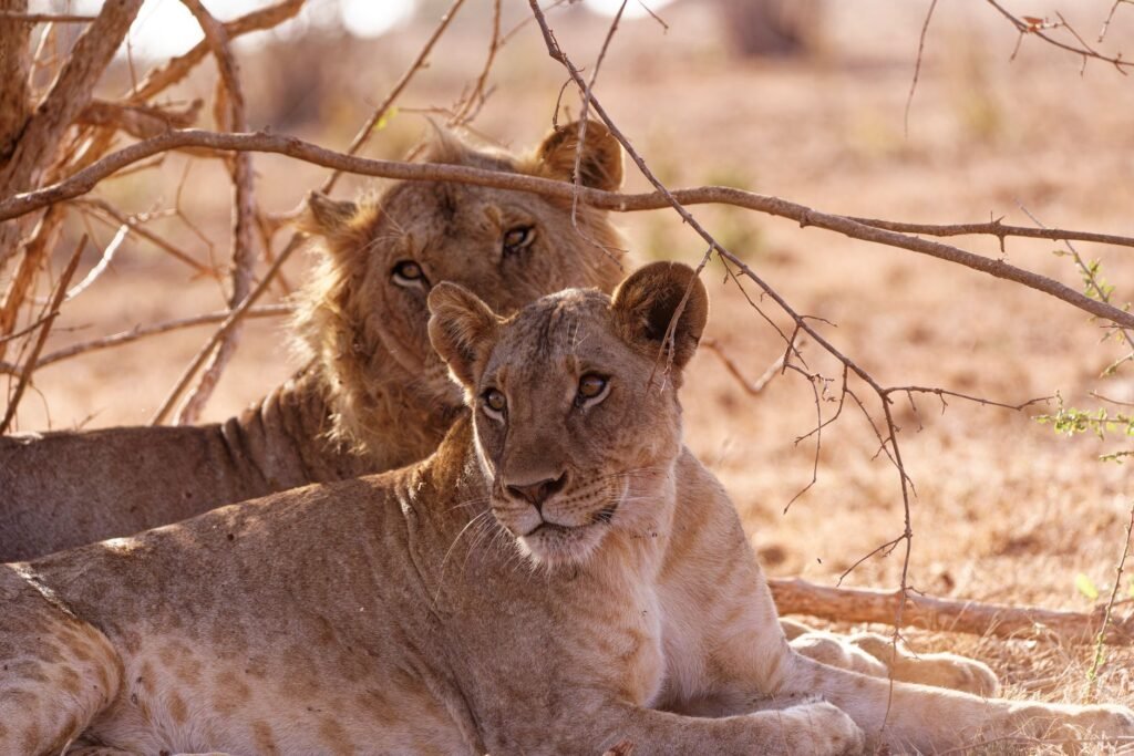 Two lions rest under a tree in Taita-Taveta County, Kenya, showcasing their majestic presence.