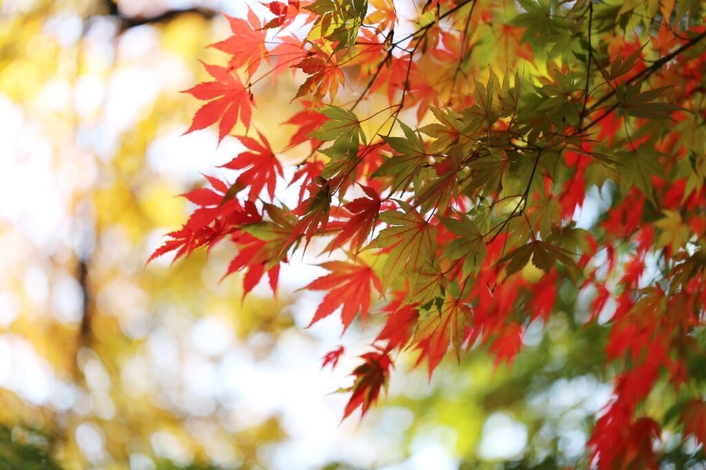 maple tree, autumn, foliage, fall, fall leaves, autumn leaves, fall in south korea, autumn in south korea