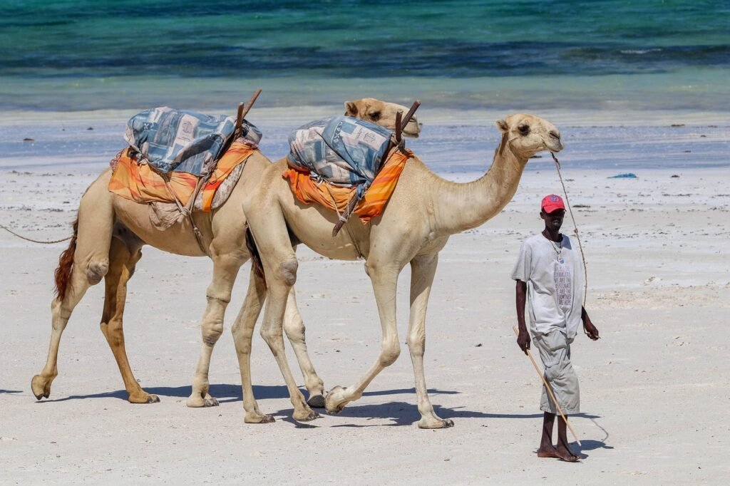 africa, nature, kenya, diani beach, camels, beach