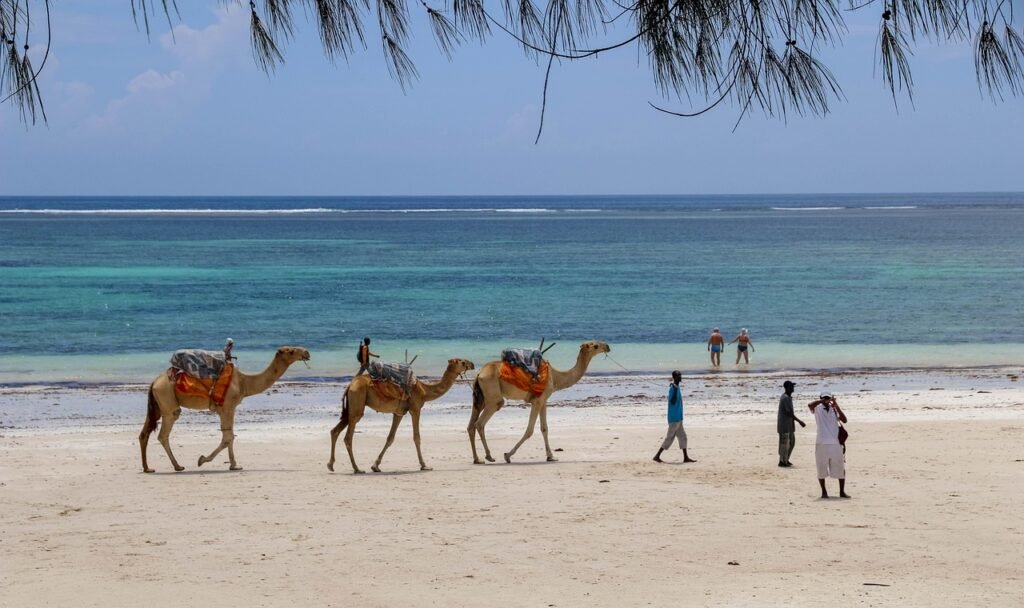 africa, nature, kenya, diani beach, camels, beach