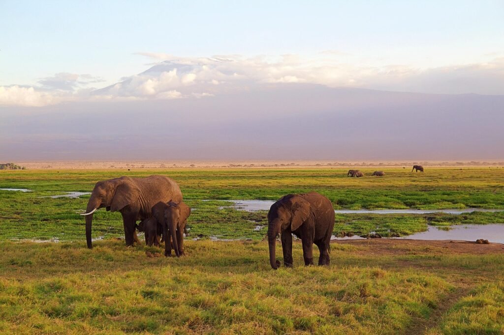 elephants, africa, safari, national park, kenya, animal world, wilderness, landscape, nature, environment, kilimanjaro, mount
