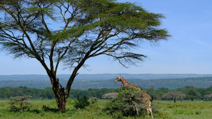 Navigating Adult Dating in Njoro: Myths, Realities, and Practical Guidance