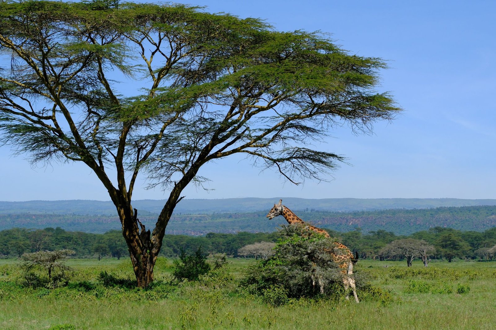 Giraffe standing beneath acacia tree in scenic Nakuru landscape, Kenya.