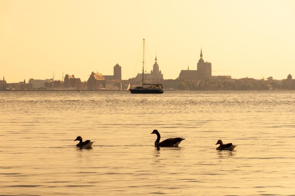 sea, nature, city, ducks, sunset, dusk, horizon, landscape, stralsund, germany, hanseatic city