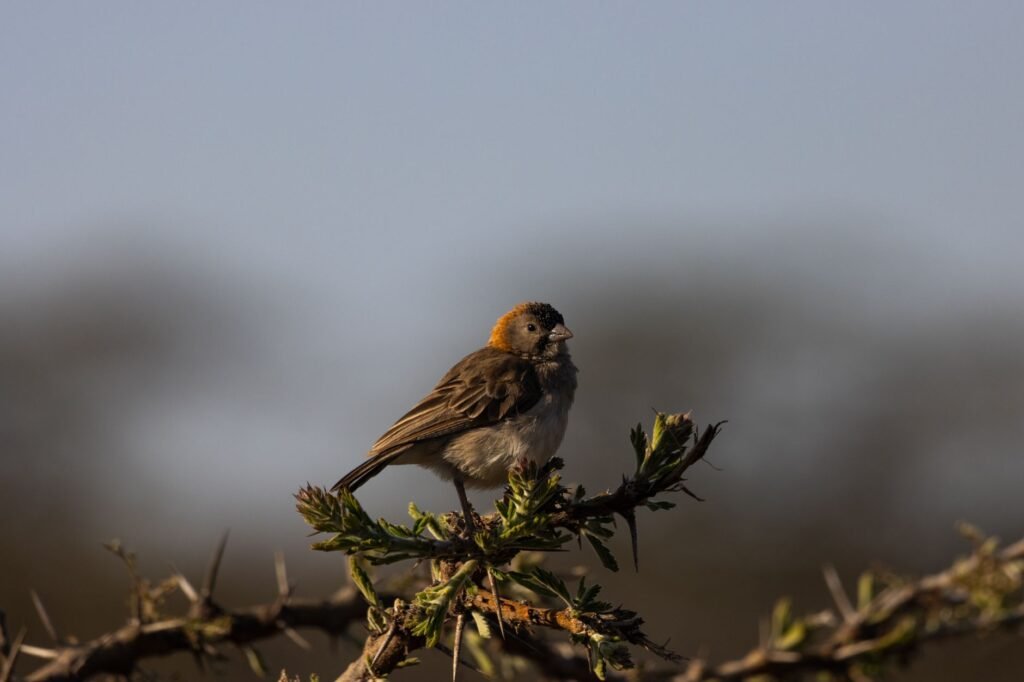An African bird with orange head perched on thorny branch against a blurred natural background in Kenya.