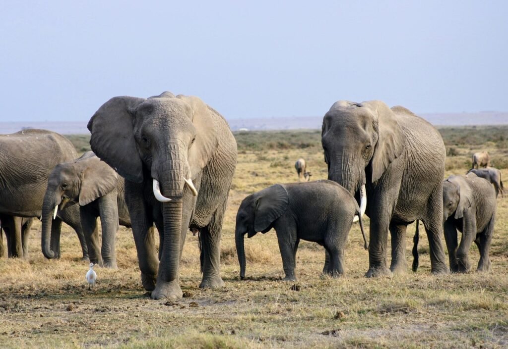 africa, kenya, herd