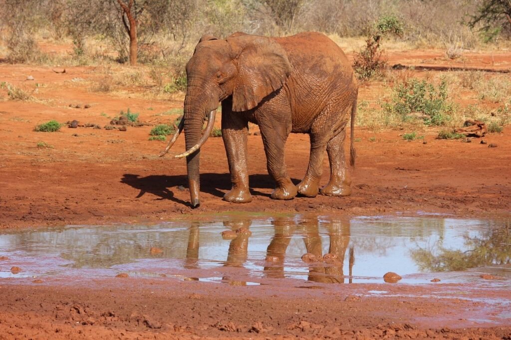 elephant, tsavo, kenya, elephant, tsavo, tsavo, tsavo, tsavo, tsavo, kenya, kenya