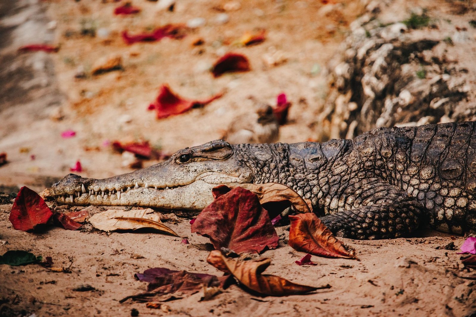 Close-up of a crocodile on sandy ground surrounded by autumn leaves in Mombasa, Kenya.