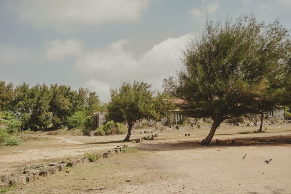 Tranquil view of abandoned landscape with dense trees and cloudy sky in Chorwad, Gujarat.