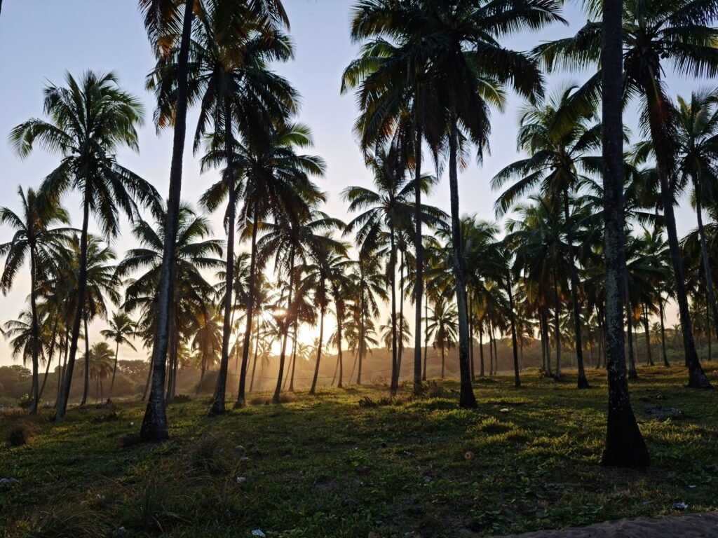 A picturesque view of palm trees silhouetted against a vibrant sunrise, creating a serene tropical landscape.