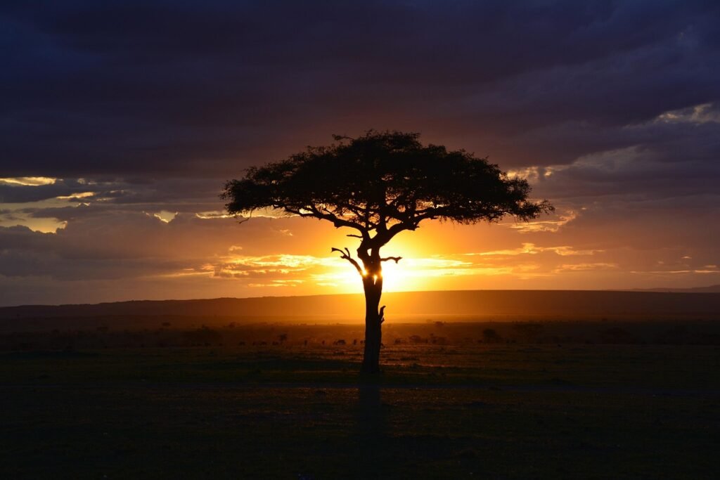 africa, sunset, nature, safari, kenya, mara, tree, sky, clouds, sun, silhouette