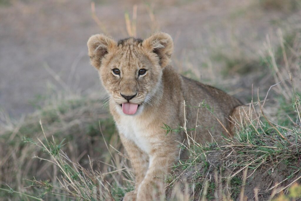 baby lion, lion cub, kenya africa, baby lion, baby lion, baby lion, baby lion, baby lion, lion cub, lion cub, lion cub, lion