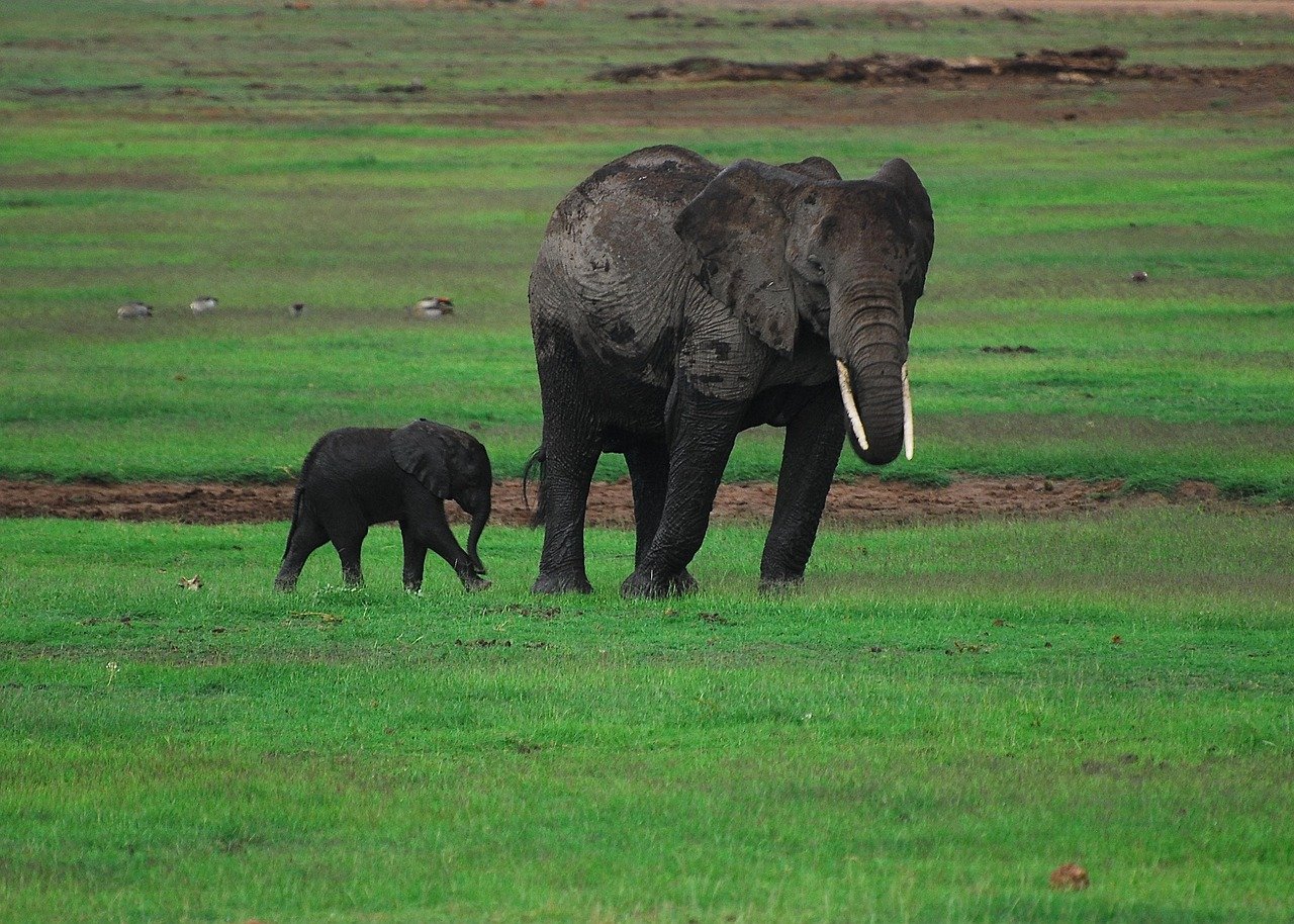family, parenthood, elephants, amboseli, green, kenya, baby, wild, wilderness, ecosystem, biodiversity, earth hour, conservat