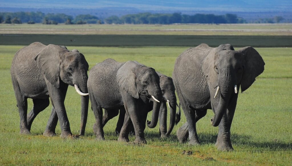 elephants, kenya, community, family, africa, safari, nature, savannah, wilderness, wild, wildlife, landscape, environment, tu