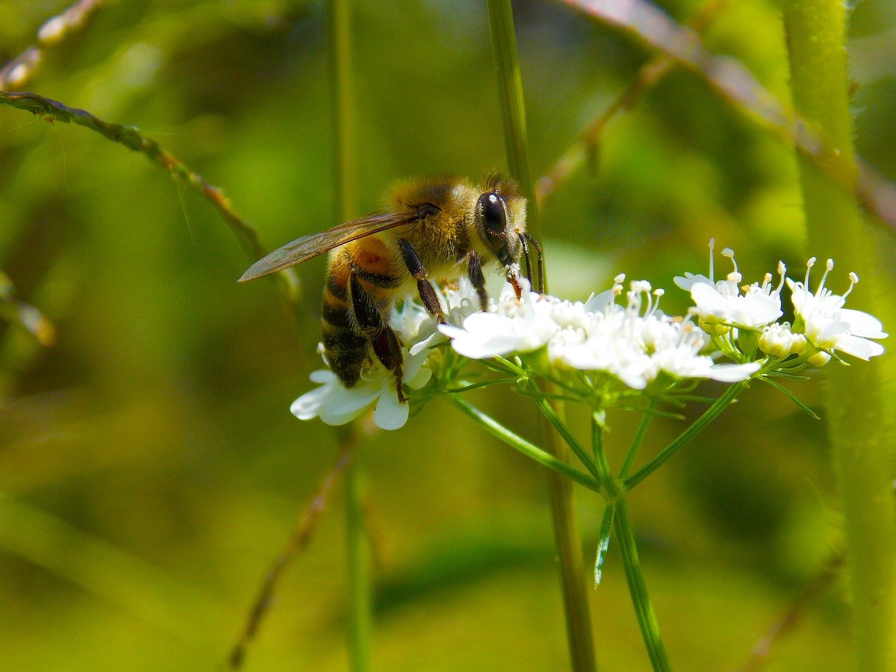 bee, pollen, honey, flower, nectar, african, shift graphix, kenya, nakuru, insect, nature, blossom, beautiful flowers, garden