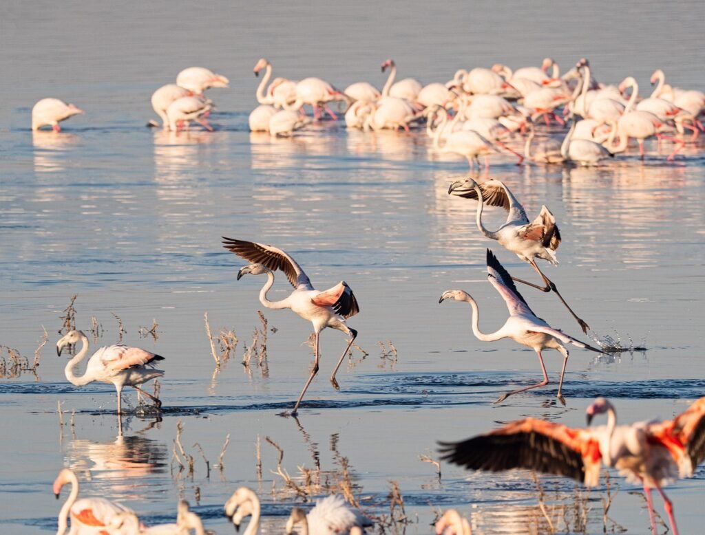 flamingo, birds, water, pink, lake, nature, wildlife, animals, flamingos, group, flock, pelican, wild, white, kenya, beak, pe