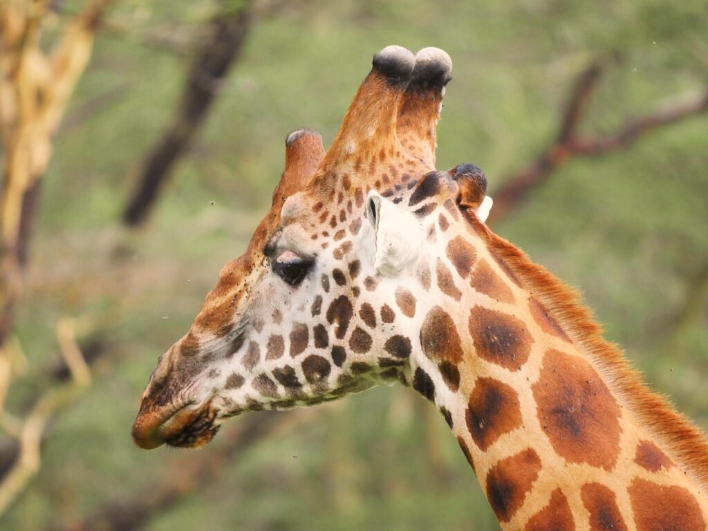 giraffe, head, close up, horns, tap, wolf down, wild animal, meal, enjoy the meal, safari, lake nakuru, national park, kenya,