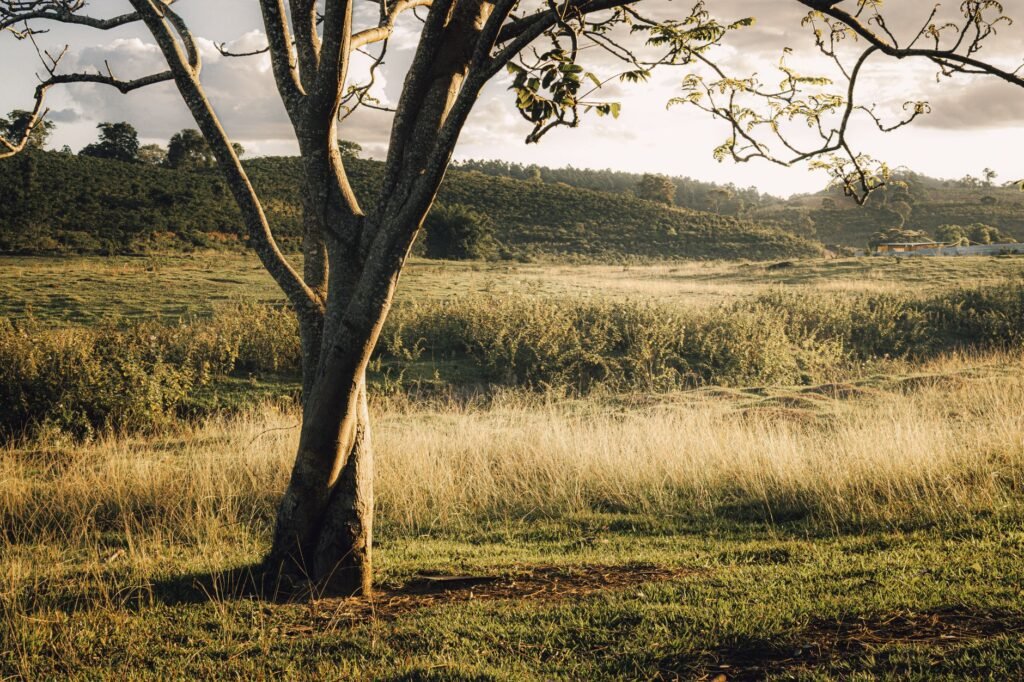 Serene rural landscape with a single tree at sunset in Alto Rio Novo, Brazil.