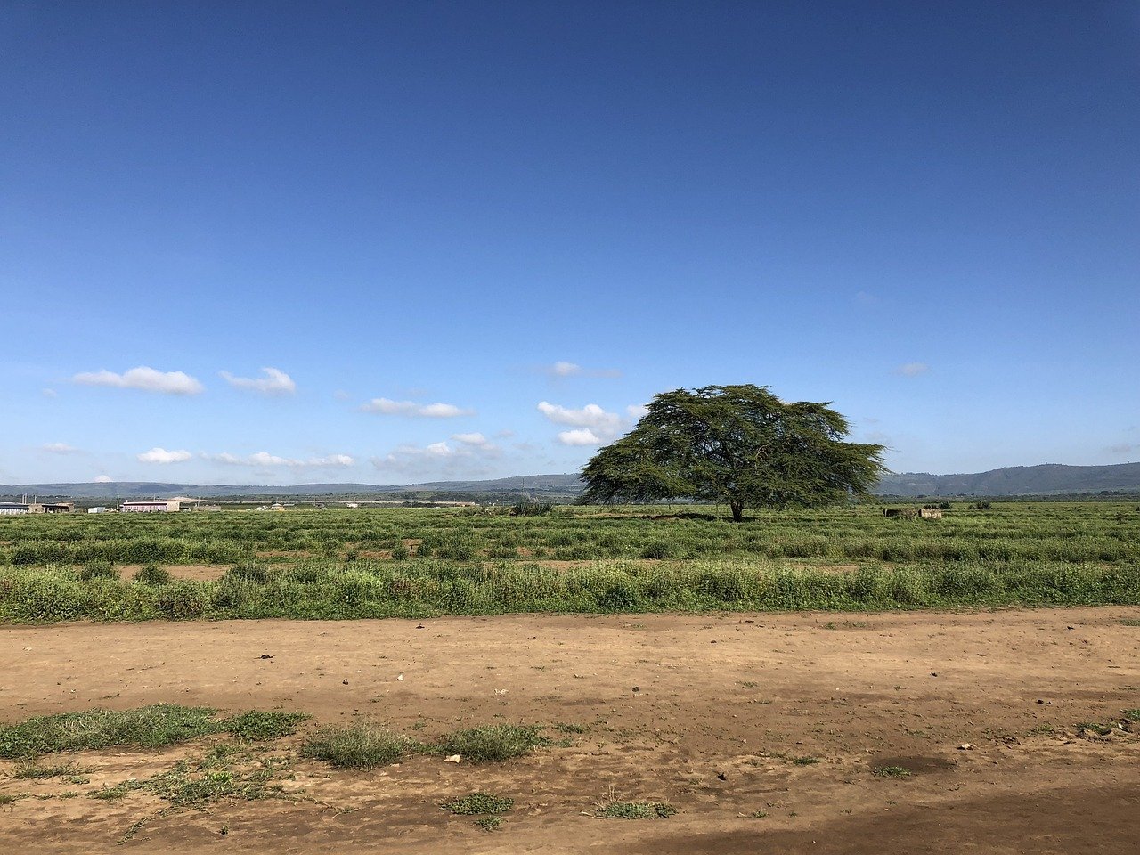 kenya, safari, africa, blue skies, nature, wildlife, wilderness, wild, tanzania, savannah, landscape, serengeti, kenya, tanza