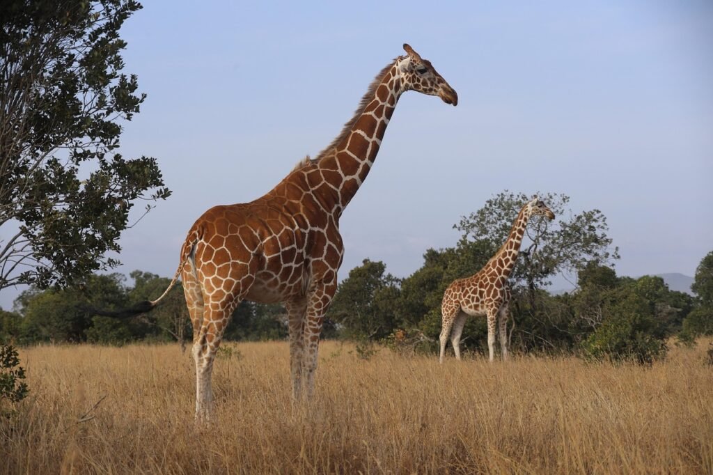 giraffes, kenya, samburu, safari, samburu, samburu, samburu, samburu, samburu