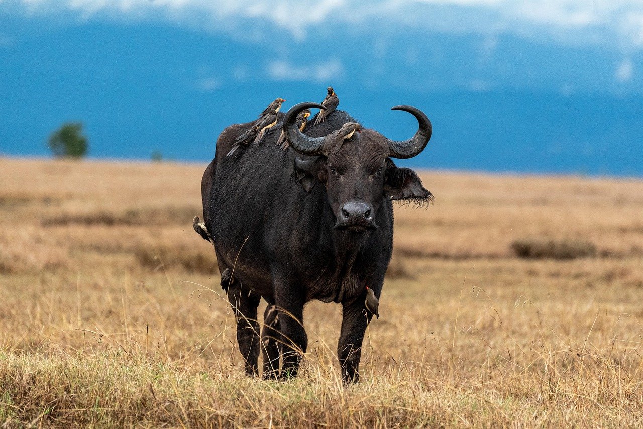 buffalo, samburu, africa, national park, safari, wilderness, nature, savannah, wild animal, kenya, landscape, wildlife, anima