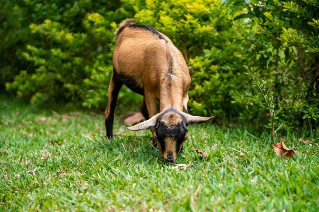A brown goat grazing peacefully on vibrant green grass with lush bushes in Busia, Kenya.