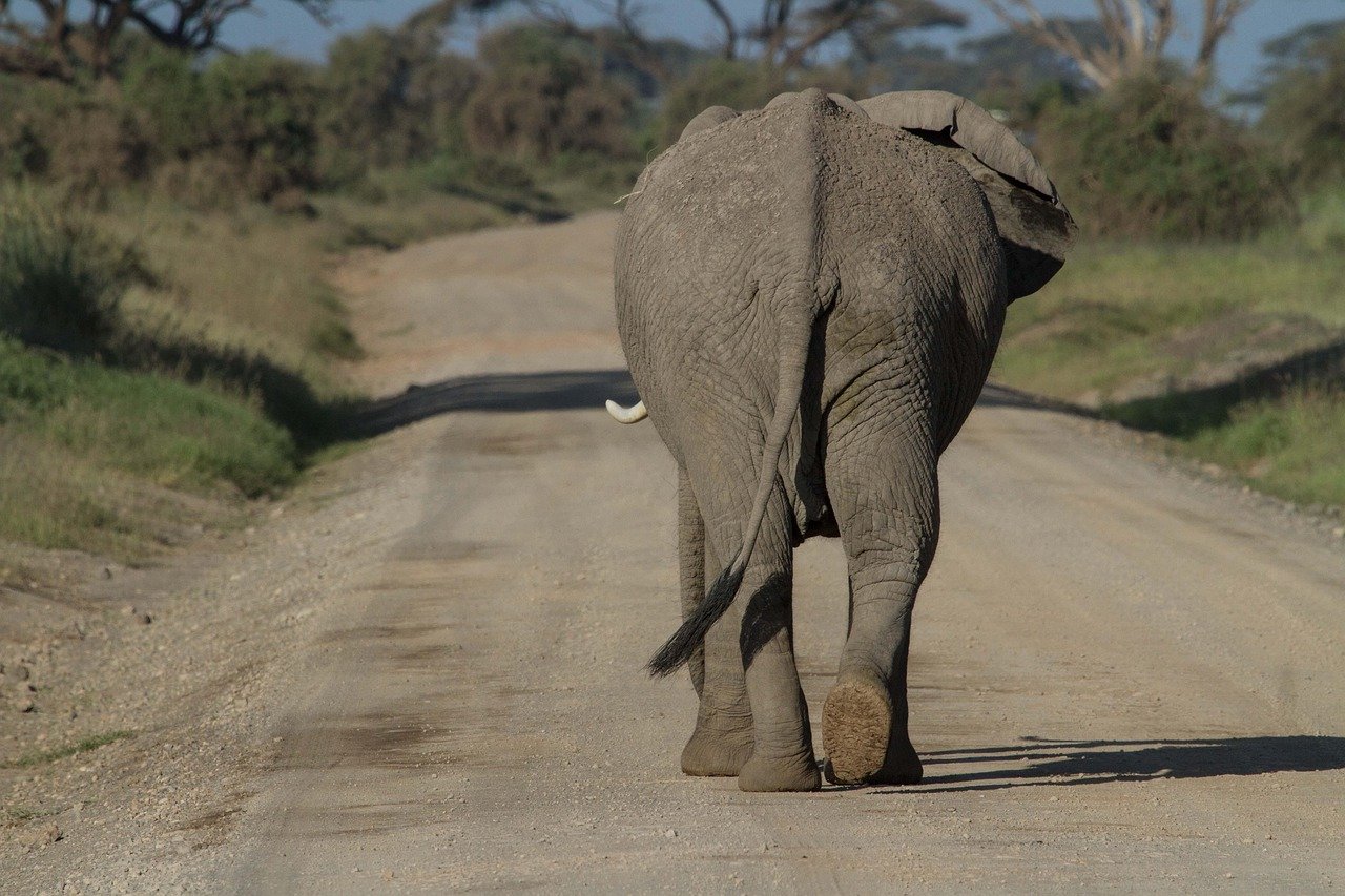 african bush elephant, elephant, animal, mammal, proboscidea, wild animal, wildlife, fauna, wilderness, nature, big five, nat