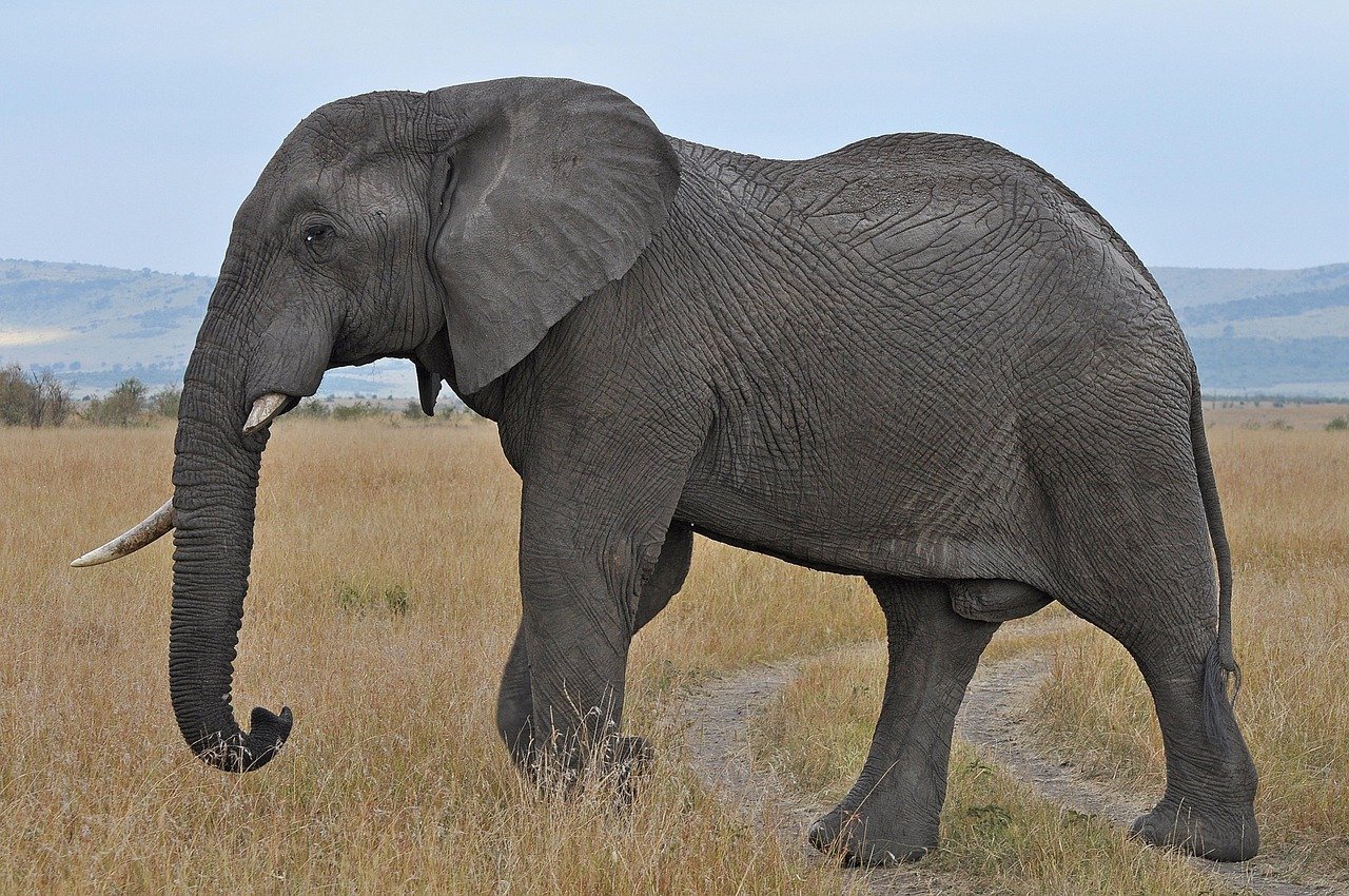 elephant, safari, kenya, wildlife, africa, huge, landscape, elephant, elephant, elephant, elephant, elephant
