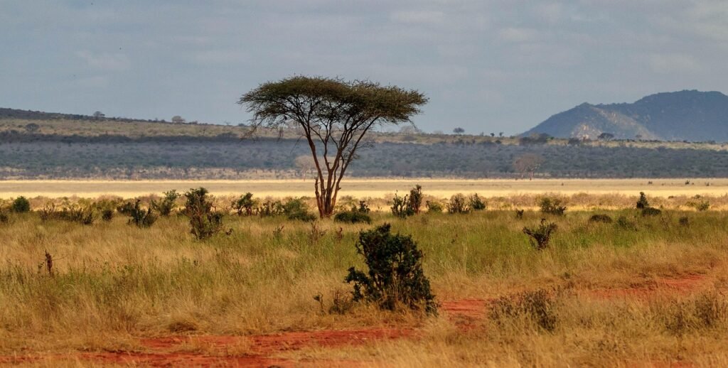 africa, kenya, safari, nature, national park, landscape, tsavo, tsavo, tsavo, tsavo, tsavo, tsavo