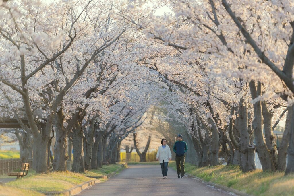 couple, walking, sakura trees, lane, path, walk, stroll, strolling, together, walking together, man, woman, japan, ibaraki, s