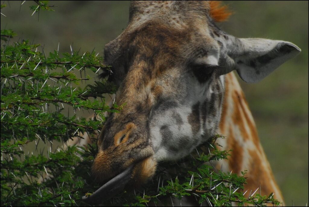 giraffe, nairobi national park, africa, kenya, wilderness, nature, wild, savannah, conservation, endangered species, biodiver
