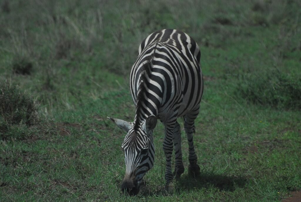 zebra, safari, africa, nature, wildlife, wild, stripes, camouflage, striped, kenya, nairobi national park, wilderness, earth