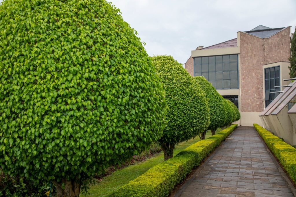 Contemporary stone building with neatly trimmed shrubs and pathway, showcasing modern architectural design and landscaping.