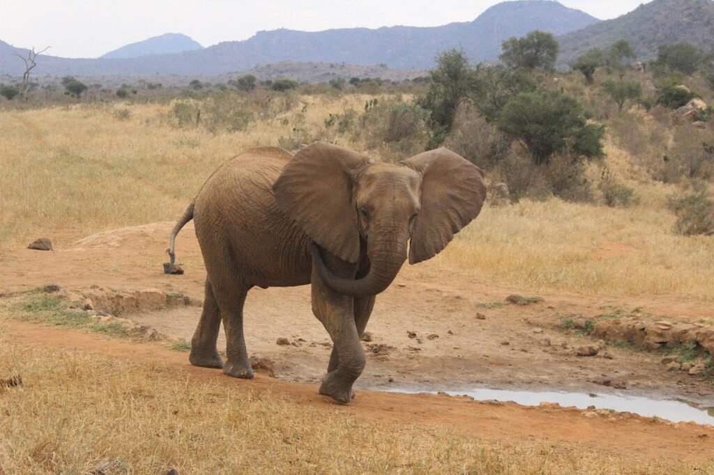 elephant, nature, kenya, elephant, elephant, elephant, elephant, elephant