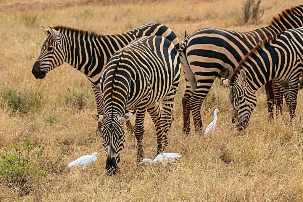 africa, kenya, amboseli, national park, safari, wildlife, nature, wilderness, landscape, savannah, zebra, amboseli, amboseli,