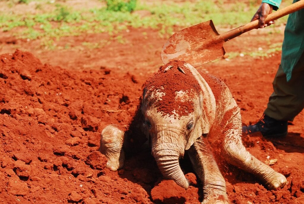 feeding baby elephants, dust bath, nairobi, kenya, africa, elephant, baby, sheldrick trust, endangered species, conservation,