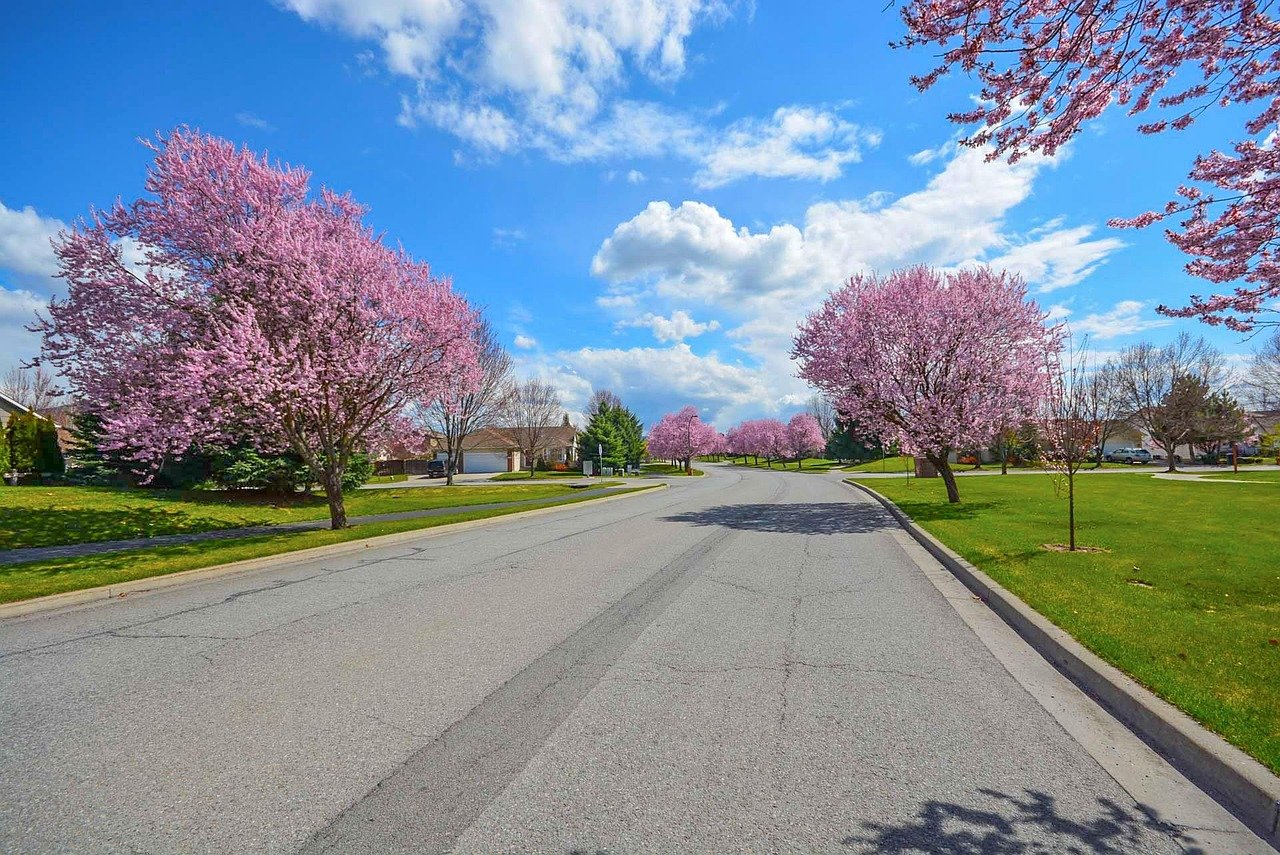 trees, spring, residential, street, suburban, nature, exterior grass, blue sky, road, pink, sky, blue