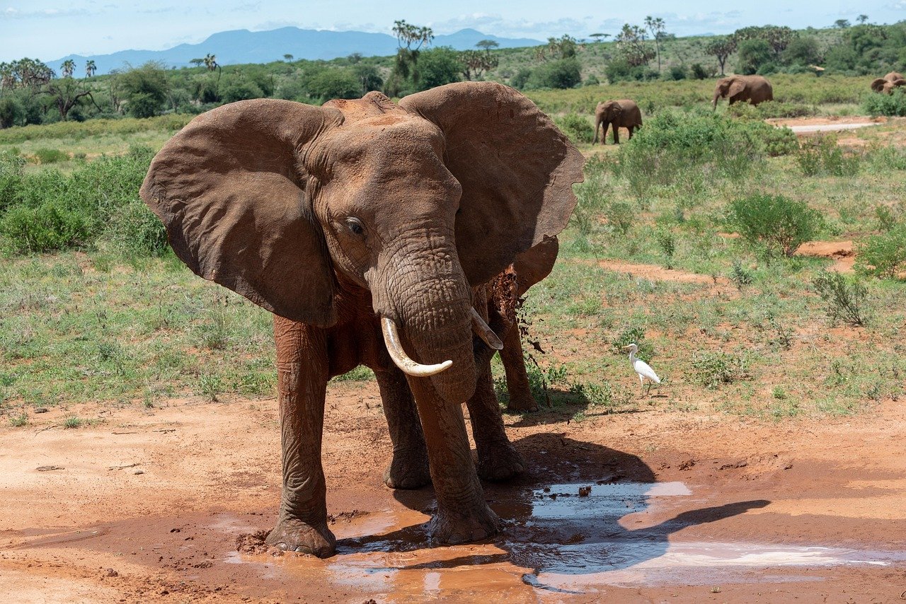 elephant, africa, safari, nature, wildlife, wilderness, national park, pachyderm, herbivores, kenya, baby elephant, elephant