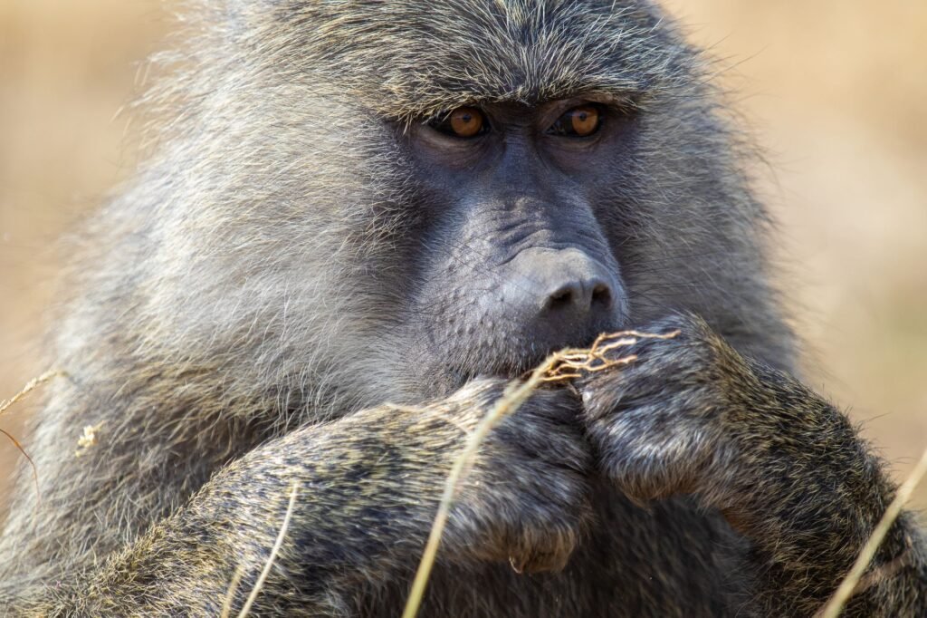 Close-up of a baboon in Nairobi, capturing its thoughtful expression and natural habitat.