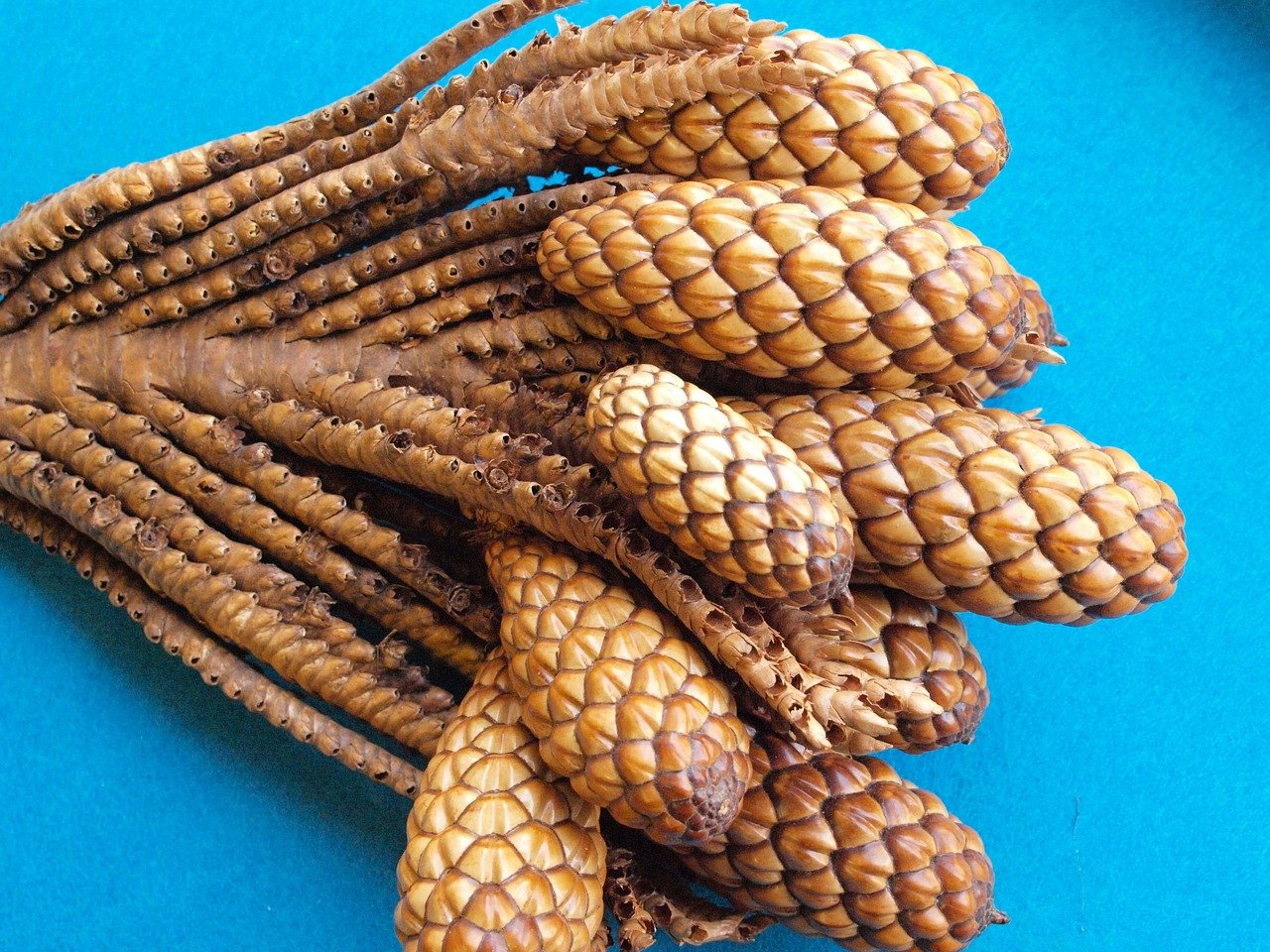 thika nut branch, raphia farinifera, raffia palm, tap