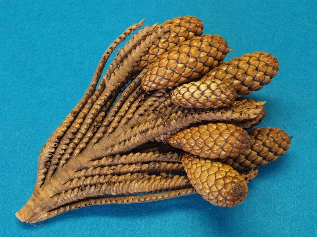 thika nut branch, raphia farinifera, raffia palm, tap